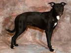 Adopt STARLYNN a Pit Bull Terrier, Mixed Breed