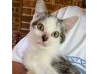 Adopt Ping (CE-Fostered in TN) a Domestic Short Hair, Tabby