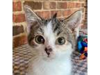 Adopt Pong (CE-Fostered in TN) a Domestic Short Hair, Tabby