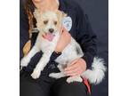 Adopt Frankie a Yorkshire Terrier
