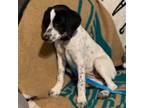 Adopt Lucy a German Shorthaired Pointer, English Pointer