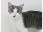 Adopt Sarah is stunning sweet and loves belly rubs! a Turkish Van, Persian