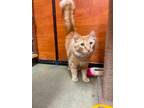 Adopt Tony a Domestic Long Hair, Maine Coon