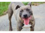 Adopt Skittles a Bull Terrier