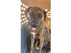 Adopt Manning a Boxer, Mixed Breed