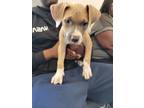 Adopt Primrose a Pit Bull Terrier, Boxer