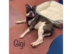 Adopt Gigi a Boston Terrier