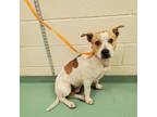 Adopt Chico a Mixed Breed