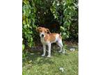 Adopt Oliver a Beagle, Labrador Retriever