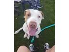 Adopt Buster a Pit Bull Terrier, English Pointer