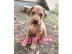 Adopt Lemon a Labrador Retriever, Australian Cattle Dog / Blue Heeler