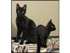 Adopt Molly and Tommy a Domestic Short Hair