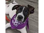Adopt French Dip a Pit Bull Terrier, Great Pyrenees
