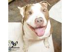 Adopt Titus a Pit Bull Terrier