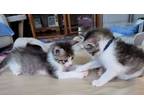 Adopt Tad and Polly a Domestic Short Hair