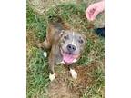 Adopt Jessica a Pit Bull Terrier, Mixed Breed