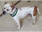 Adopt MARBLE a White - with Brown or Chocolate American Pit Bull Terrier / Mixed