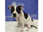 Adopt WILMA a Black - with White American Pit Bull Terrier / Mixed dog in Akron