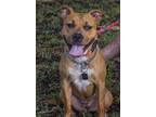Adopt Lady a Tan/Yellow/Fawn American Staffordshire Terrier / Mixed dog in
