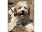 Adopt Kermit a White Shih Tzu / Bichon Frise / Mixed dog in Chester Springs
