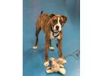 Adopt Riggs- Special Dog a Brown/Chocolate Boxer / Mixed dog in Toronto
