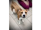 Adopt Celeste a Brown/Chocolate Basenji / Jack Russell Terrier / Mixed dog in