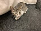 Adopt PEONY a Brown Tabby Domestic Shorthair / Mixed (short coat) cat in Winter