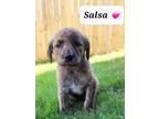 Adopt Salsa in CT a Tan/Yellow/Fawn Labrador Retriever / Mixed dog in East