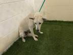 Adopt SWEETIE PIE a White German Shepherd Dog / Mixed dog in Winter Haven