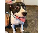 Adopt Coincidence Moop a Black American Staffordshire Terrier / Mixed dog in