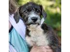 Adopt CT Athens (ELLINGTON, CT) a Brindle Terrier (Unknown Type