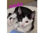 Adopt Goldie a Black & White or Tuxedo Domestic Shorthair (short coat) cat in
