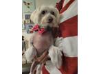 Adopt Mercury a White - with Gray or Silver Chinese Crested / Mixed dog in