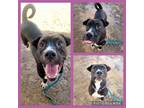 Adopt ROXIE a Boxer, Mixed Breed