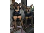 Adopt Bert & Ernie bonded brothers a Australian Terrier, Australian Kelpie