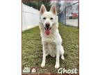 Adopt Ghost a Husky