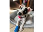 Adopt Zoe a Whippet, Jack Russell Terrier