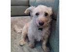 Adopt Milton a Cairn Terrier, Maltipoo