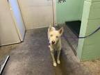 Adopt MYRTLE a Siberian Husky, Mixed Breed