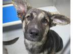 Adopt BROOKLYN a German Shepherd Dog