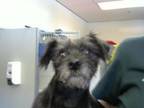 Adopt A816774 a Cairn Terrier, Mixed Breed