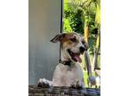 Adopt Snickers a Jack Russell Terrier, Beagle