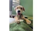 Adopt Baby Ruth a Wire Fox Terrier, Jack Russell Terrier