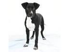 Adopt Bradley a Labrador Retriever, Pit Bull Terrier
