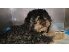 Adopt BISCUIT a Poodle, Mixed Breed
