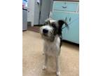 Adopt Candy a Terrier, Mixed Breed