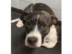 Adopt Ralph a Pit Bull Terrier, Mixed Breed