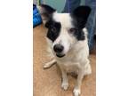 Adopt Patches a Border Collie, Mixed Breed