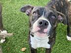 Adopt FRED a Pit Bull Terrier