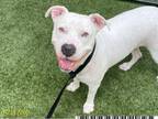Adopt INDIA a Pit Bull Terrier